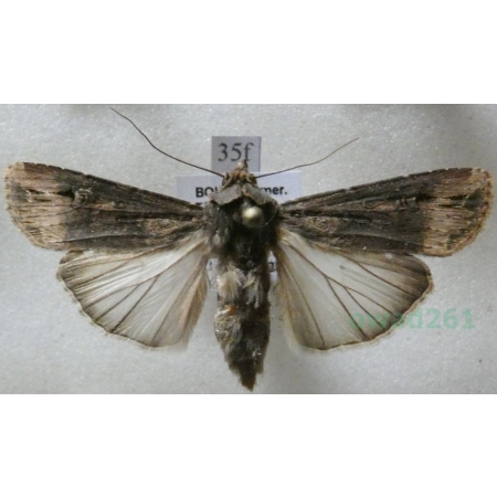 Agrotis ipsilon (Hufnagel, 1766) female Rolnica gwoździarka Czech35f